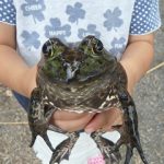 ウシガエルの釣り方