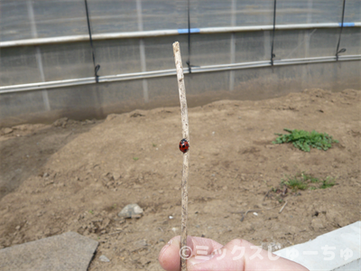 テントウムシの枝登り