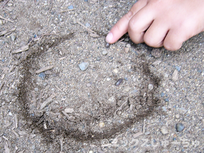 ダンゴ虫レース