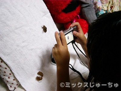 セミの羽化を観察