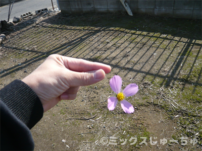 コスモスの花のプロペラ