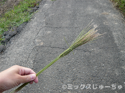 メヒシバのホウキ