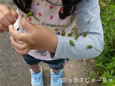 センダングサの花ダーツ