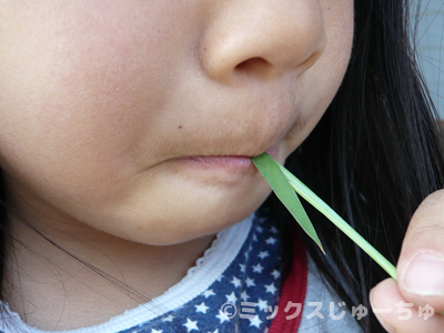 スズメノテッポウの笛