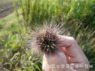 チカラシバのイガグリ