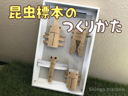 トイレットペーパーの芯の昆虫標本の作り方