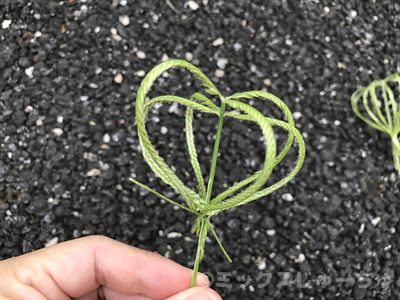 オヒシバの折りたたみ傘