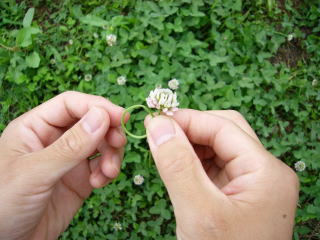 写真あり シロツメ草の指輪の作り方 ミックスじゅーちゅ 子どもの遊びポータルサイト